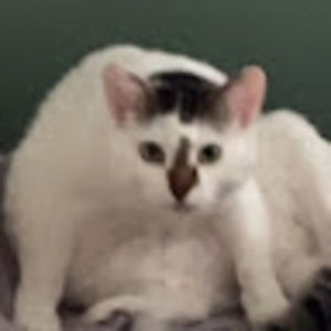 Meet your Posher, Josephine